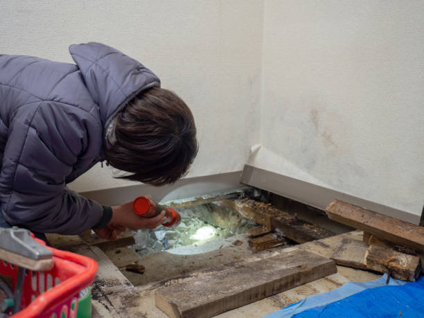 Trusted Portland, MI Mold Removal Experts
