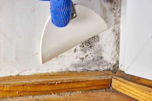 Portland, MI Mold Removal Company